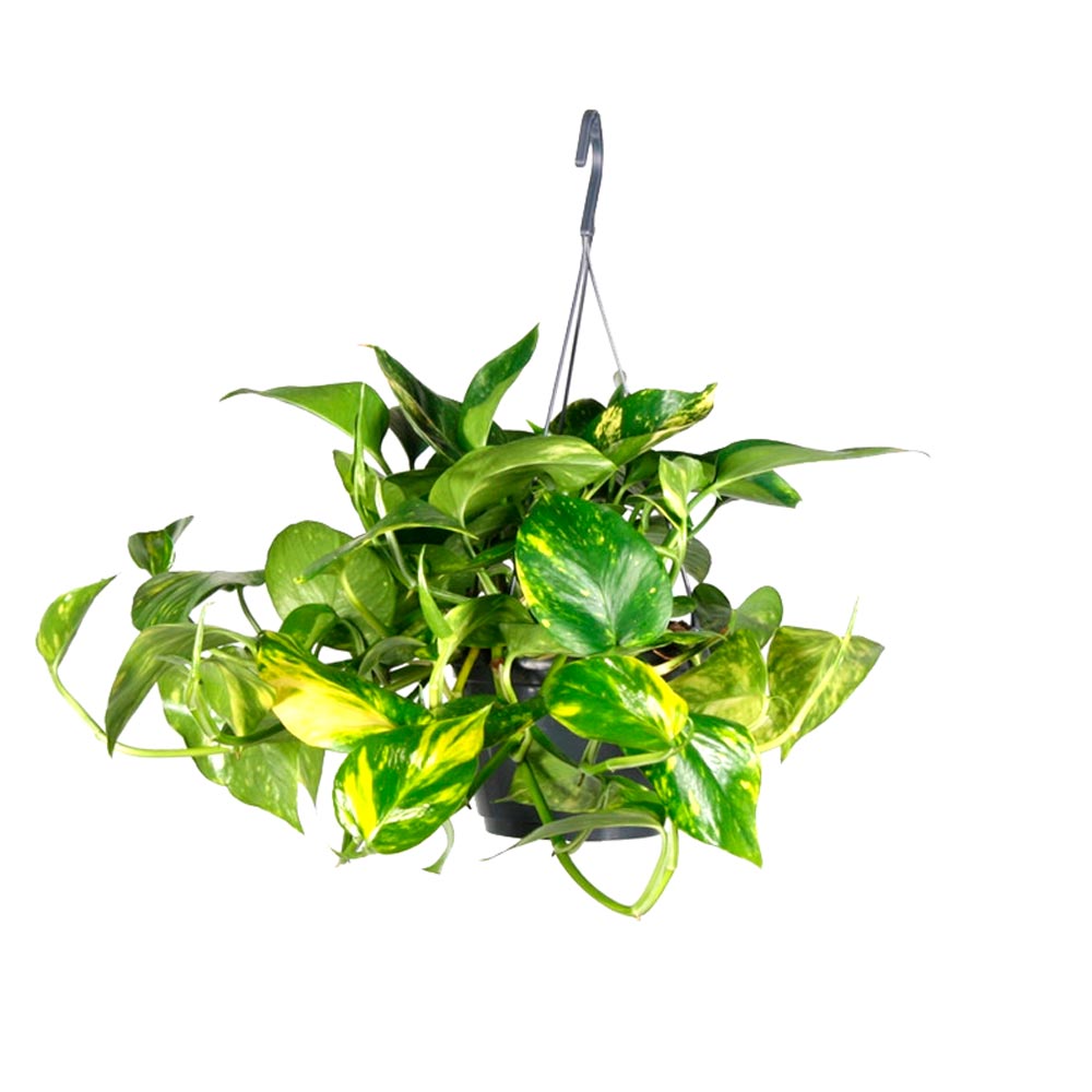 Сциндапсус (Эпипремнум) - Зображення 3