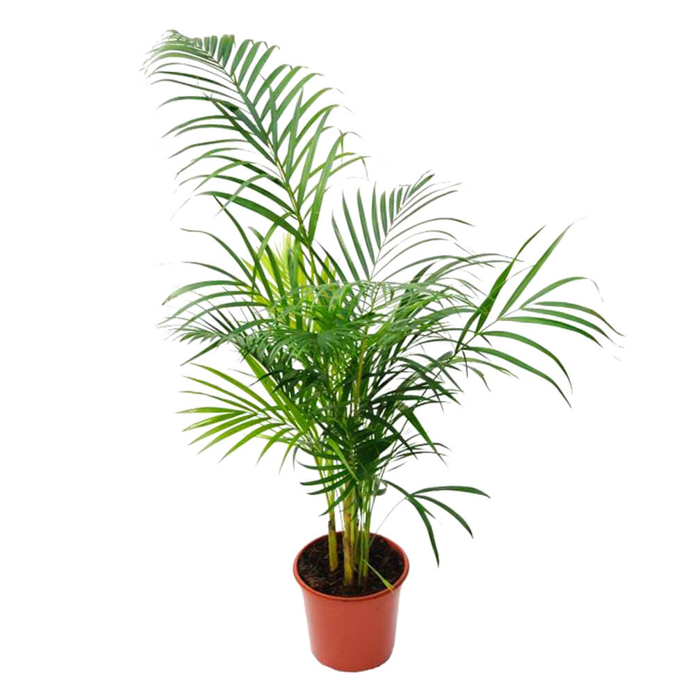 Хамедорея-купить-Киев-Лепесток