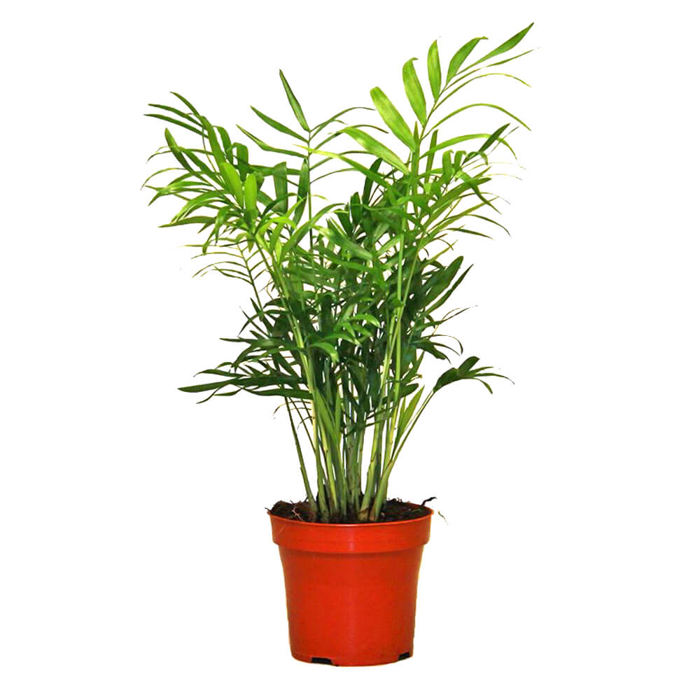 Хамедорея-купить-Киев