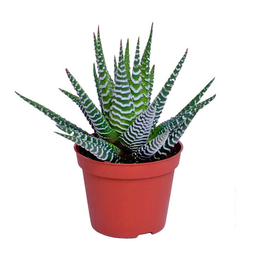 Хавортия купить Киев ЛЕПЕСТОК