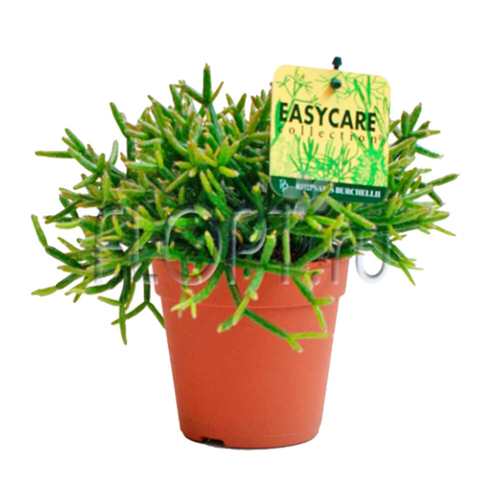 Рипсалис купить Киев ЛЕПЕСТОК