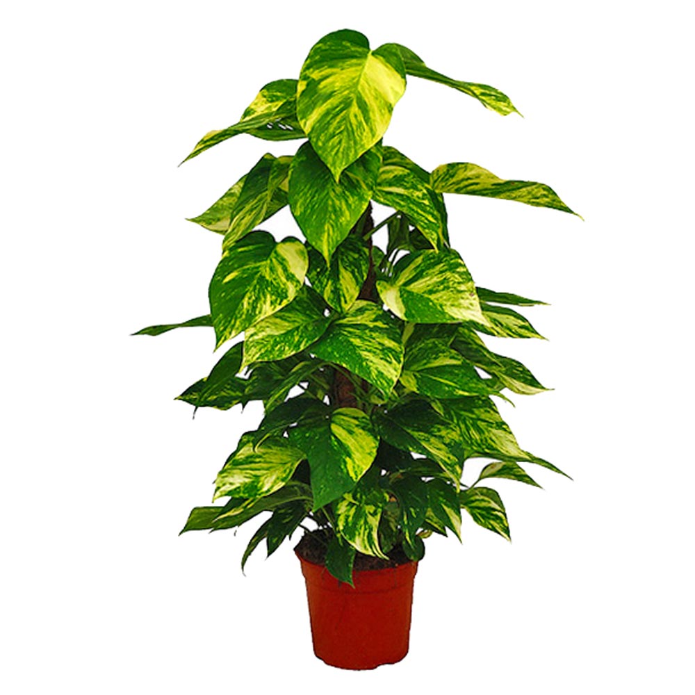 Сциндапсус-Эпипремнум-купить-Киев-ЛЕПЕСТОК