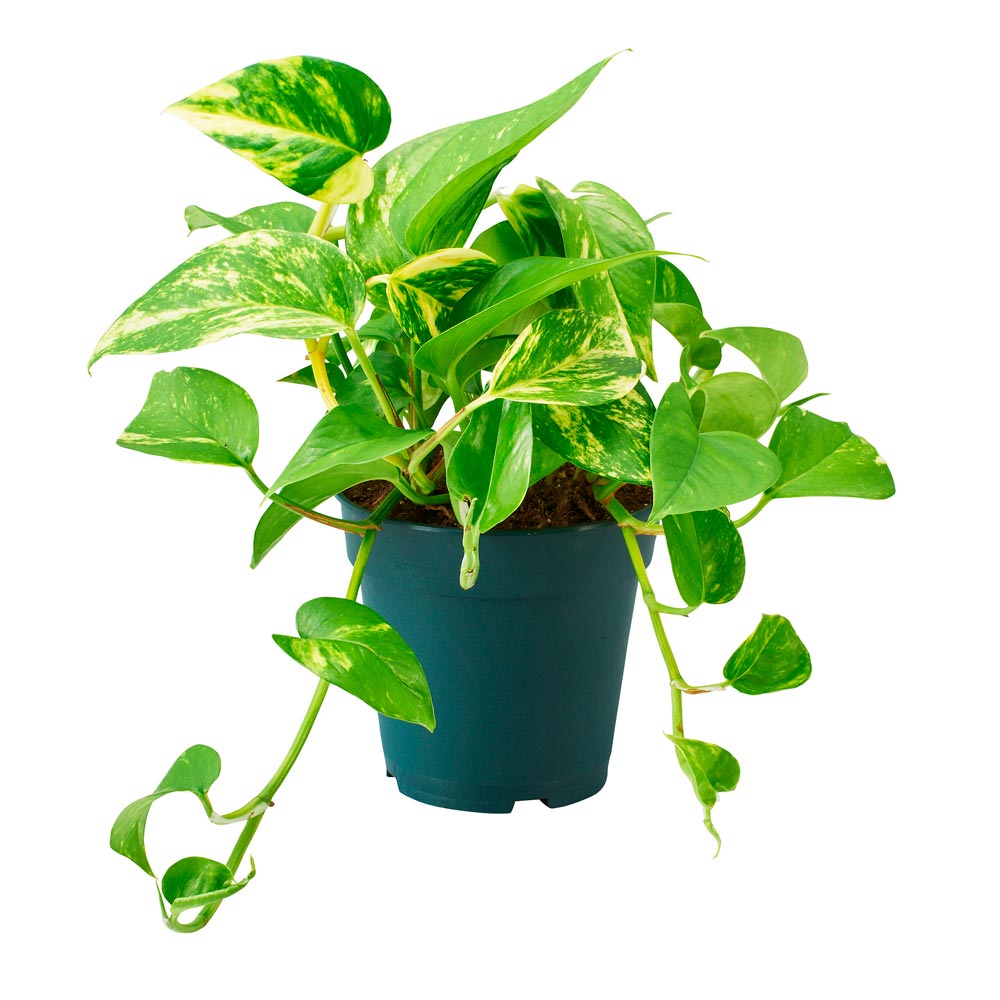 Епіпремнум купити Київ BeGreen