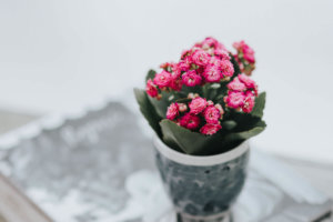 Квітучі рослини