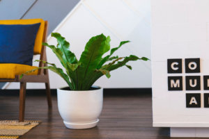 Рослини заради лиистя