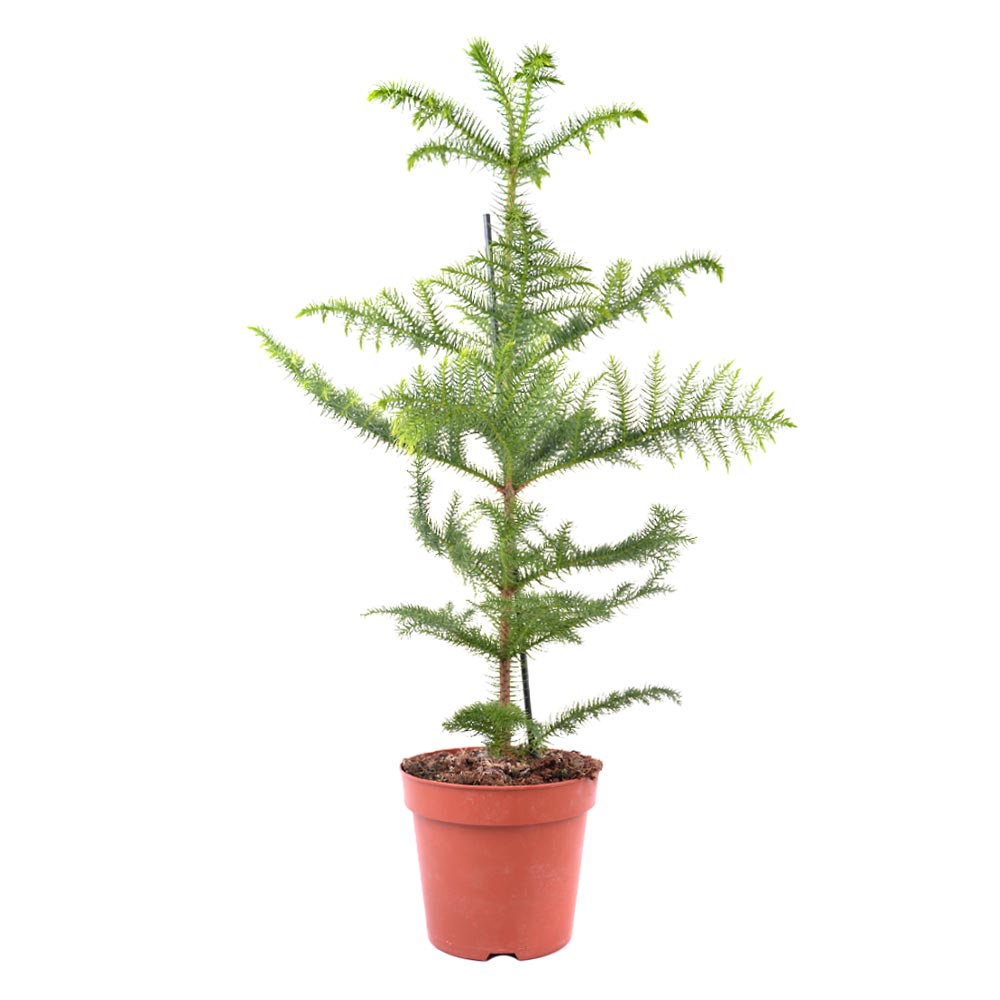 Араукарія-купити-Київ-BeGreen