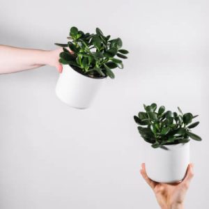 Міні-рослини