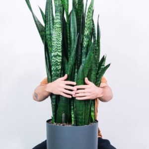 Зелений масштаб