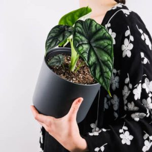 Рослини-фільтри