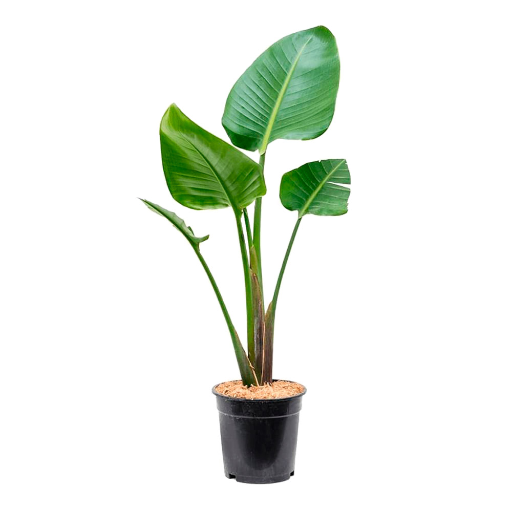 Стрелитция-купить-Киев-ЛЕПЕСТОК